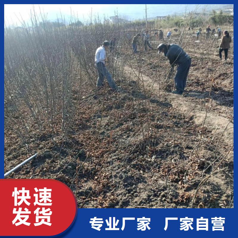 碧根果-苹果苗货源稳定本地供应商