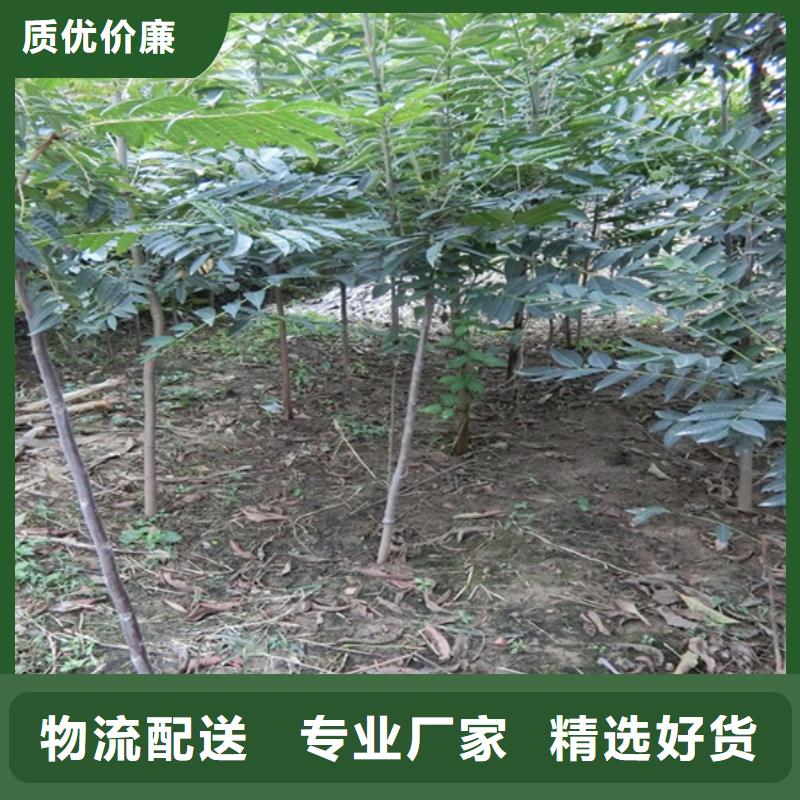 【香椿-苹果苗厂家直营】专注产品质量与服务