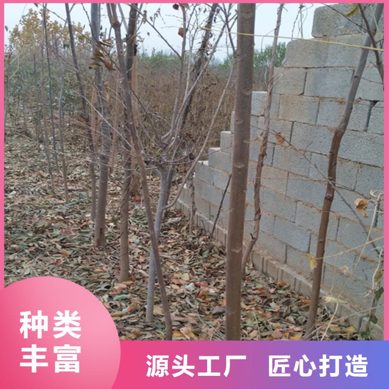 香椿_西瓜苗一站式供应当地服务商