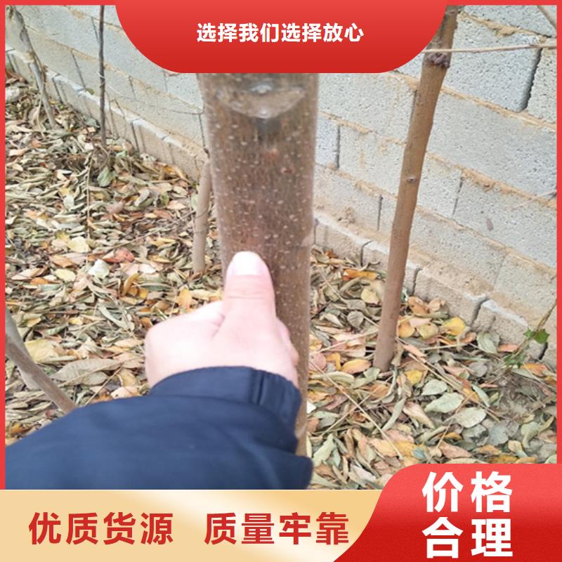 香椿苹果苗优势诚信厂家