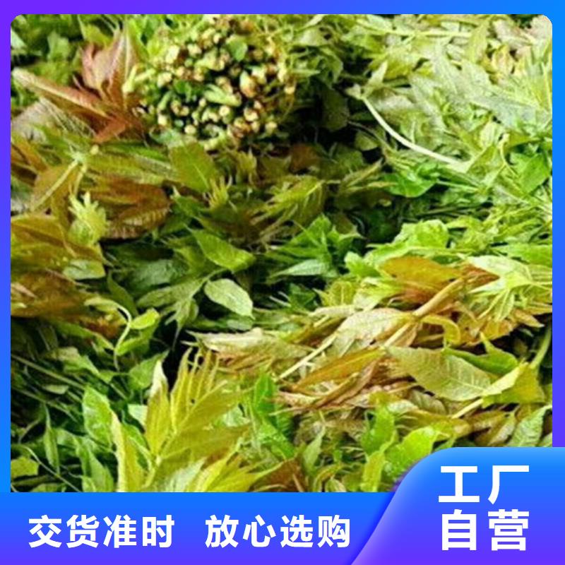 香椿_苹果苗产品实拍批发商