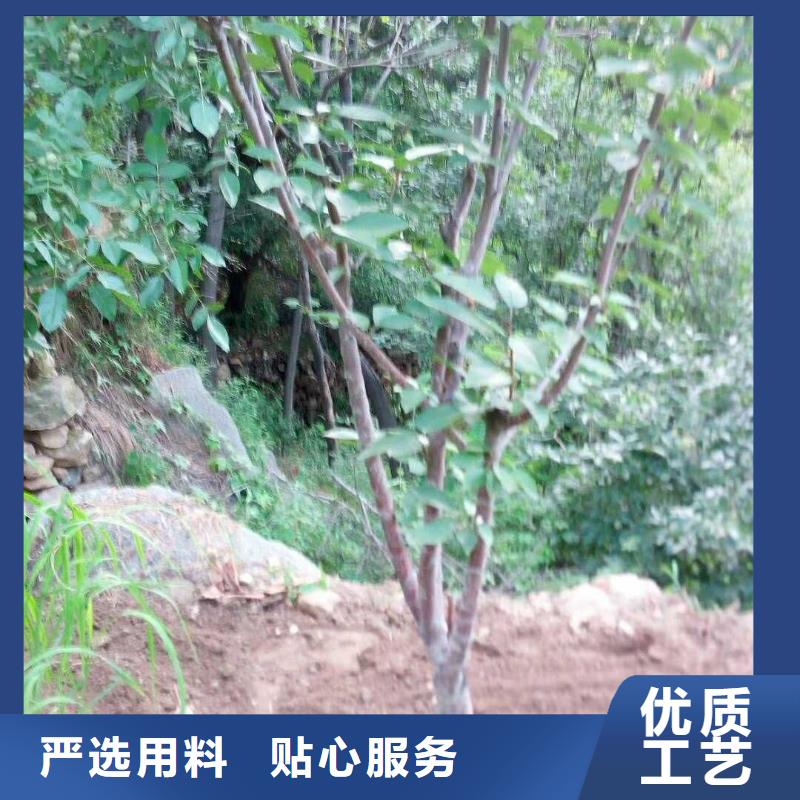 杏,石榴苗厂家大量现货本地公司