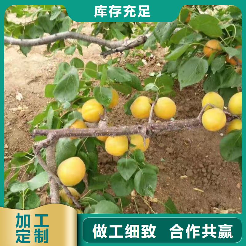 杏苹果苗大量现货供应规格齐全