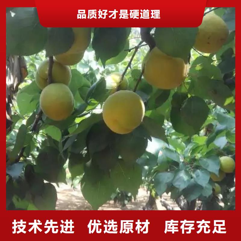 【杏】苹果苗质量好支持定制贴心售后