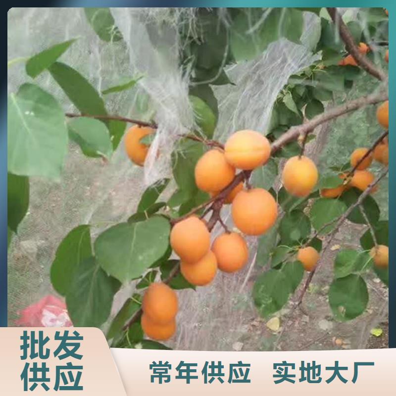 杏-草莓苗为您精心挑选厂家现货批发