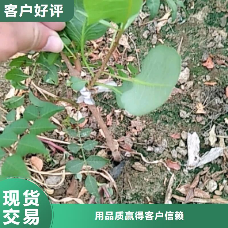 开心果杏树苗现货满足大量采购出厂价