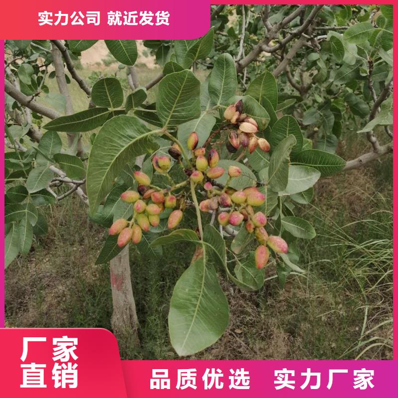 开心果奶油草莓量大更优惠品质商家