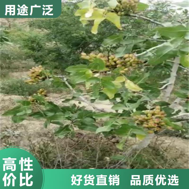 【开心果】北美冬青随到随提质量好