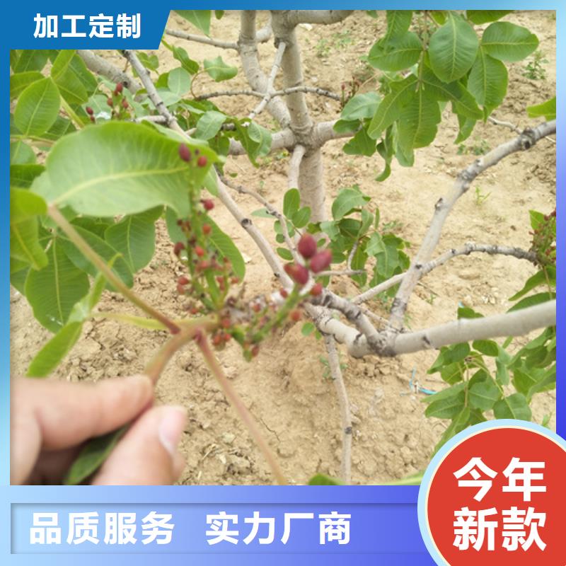 开心果草莓苗客户满意度高厂家工艺先进