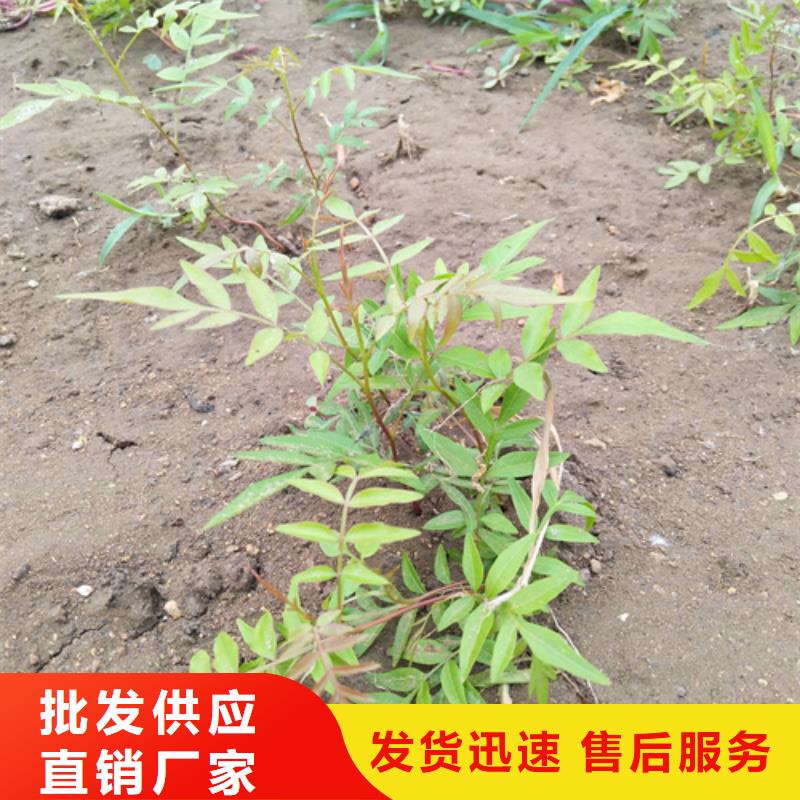 【开心果】苹果苗产地直销附近厂家