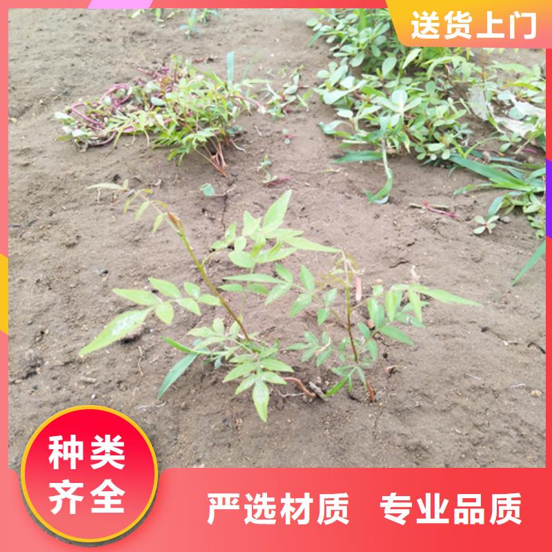 开心果苹果苗一个起售同城公司