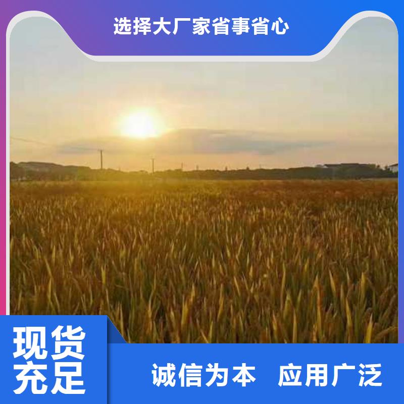 阳澄湖莲花岛大闸蟹什么价格采购无忧