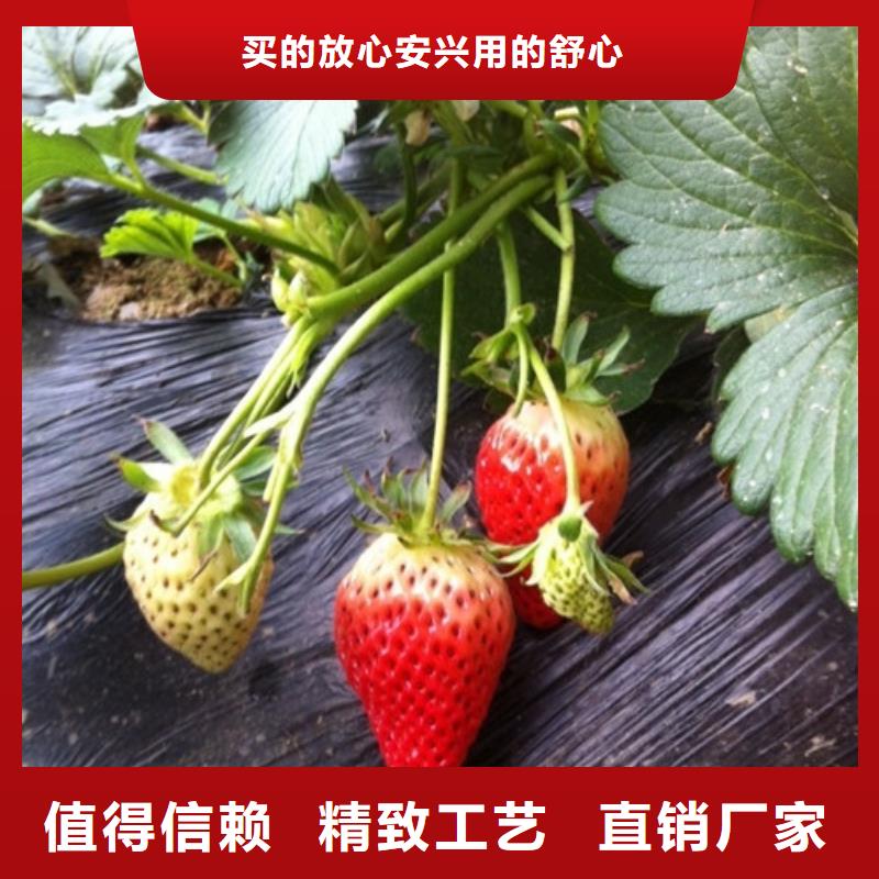 【草莓苗】,草莓苗价格精选厂家好货品质优良