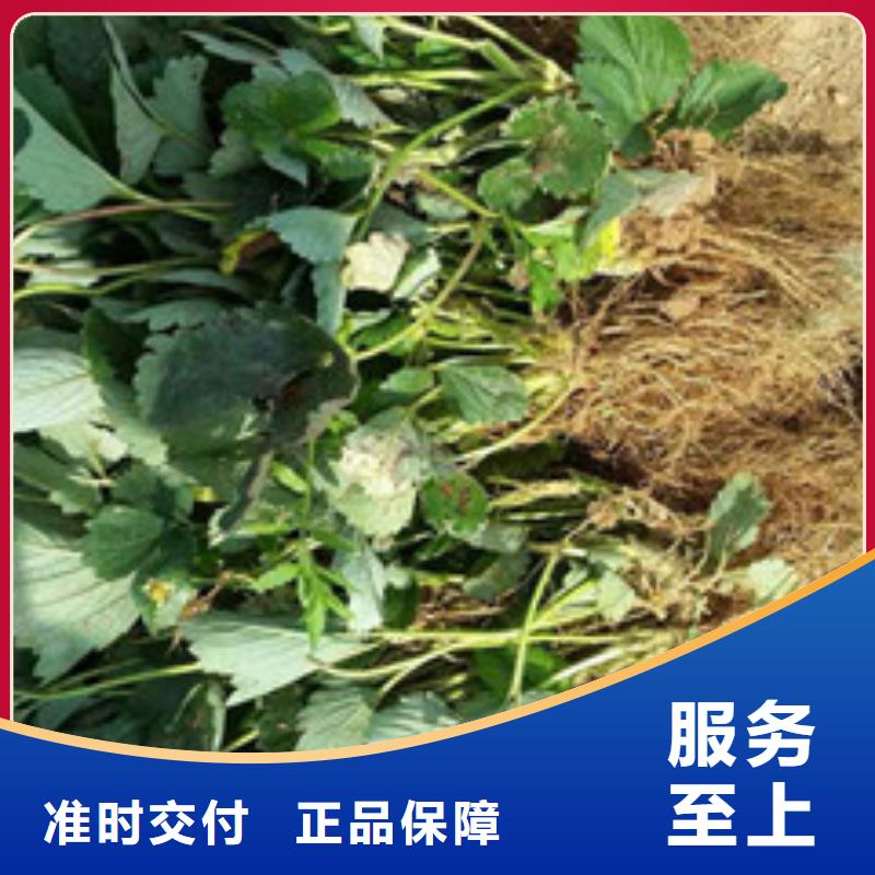 【草莓苗】红蜜桃树苗讲信誉保质量品牌专营