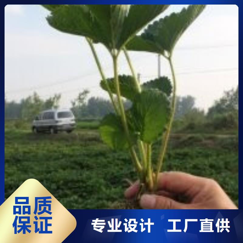 草莓苗青苹果树苗支持大批量采购自产自销