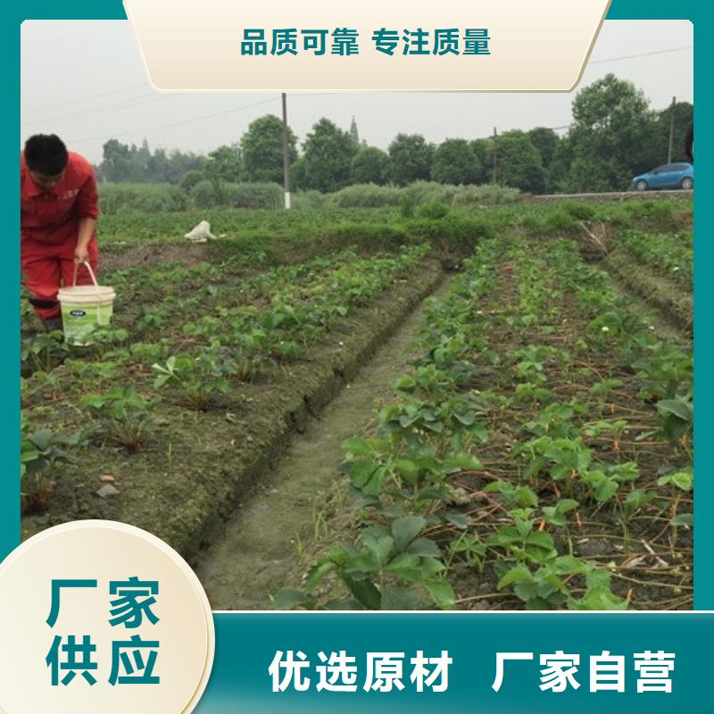 草莓苗果树苗用心做好细节本地制造商