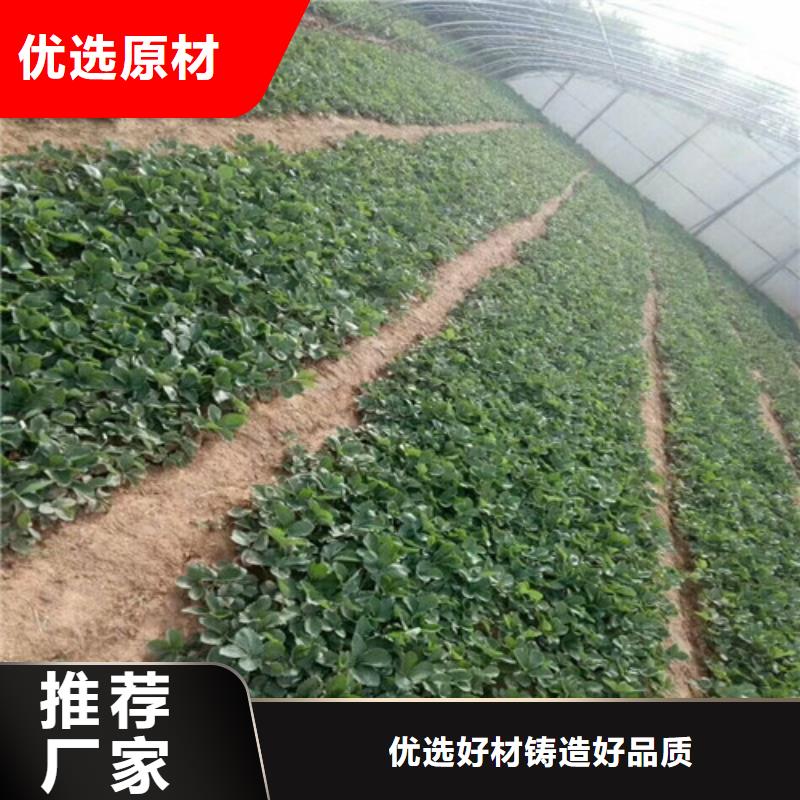 【草莓苗】樱桃苗送货上门当地公司