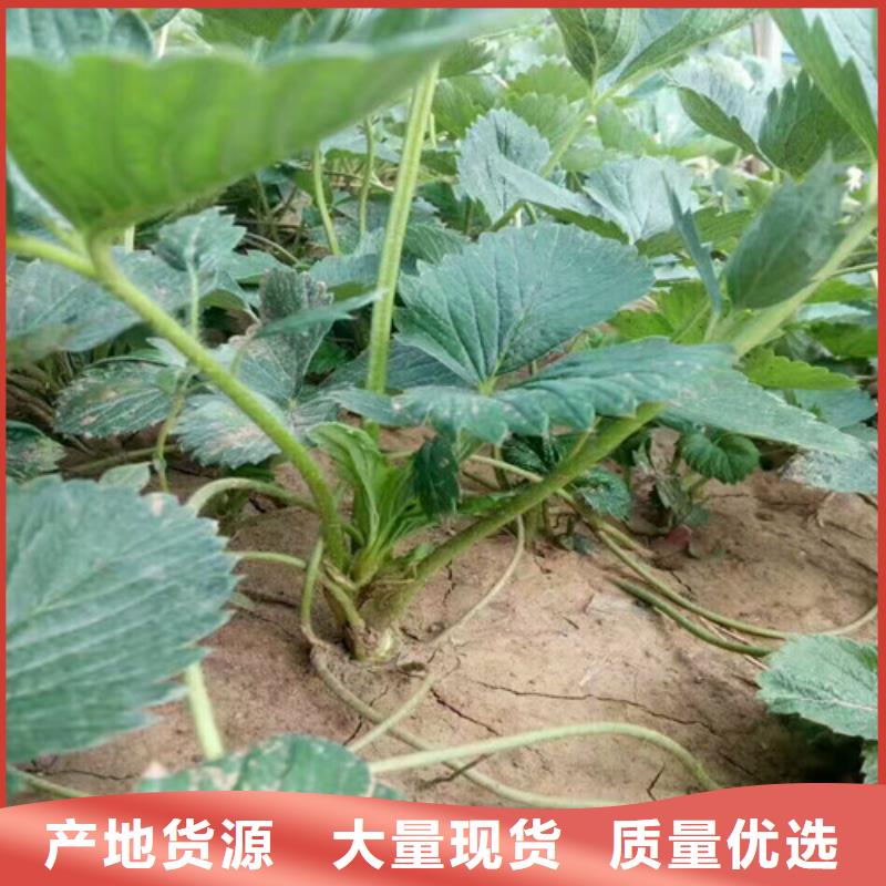 草莓苗-黄宝石梨树苗用心做好每一件产品附近供应商