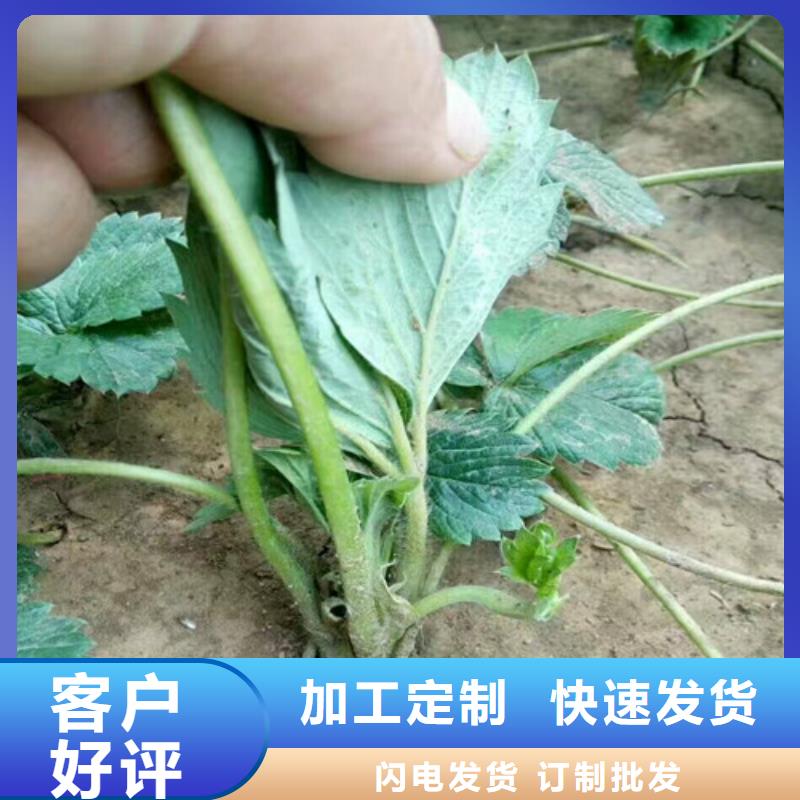 【草莓苗大棚草莓苗支持定制加工】严格把控质量