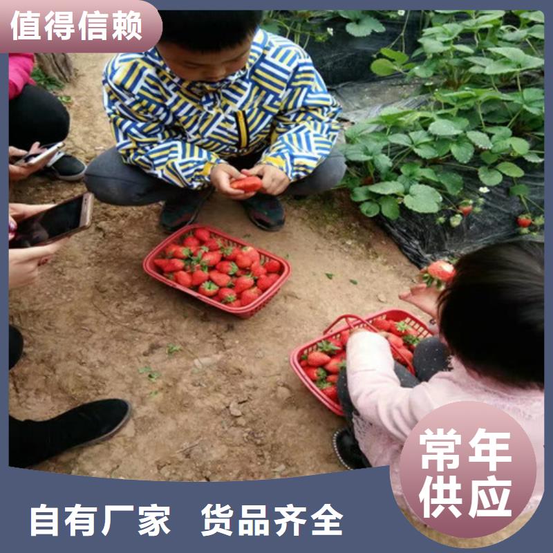 草莓苗,苹果苗一站式采购方便省心现货交易