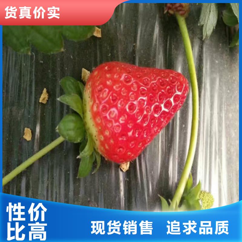 【草莓苗】莫妮卡西梅树苗实体厂家大量现货为您精心挑选