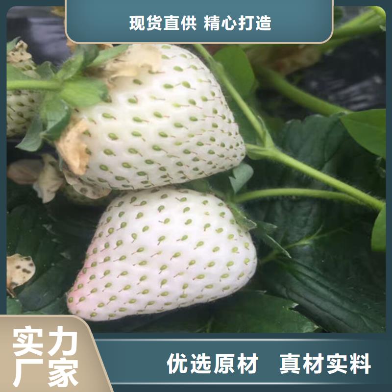 草莓苗葡萄苗产品参数产地直销