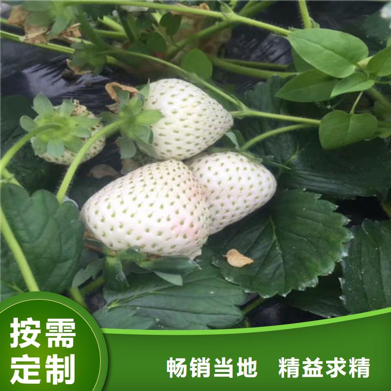 草莓苗吉塞拉6号砧木品质有保障厂诚信经营