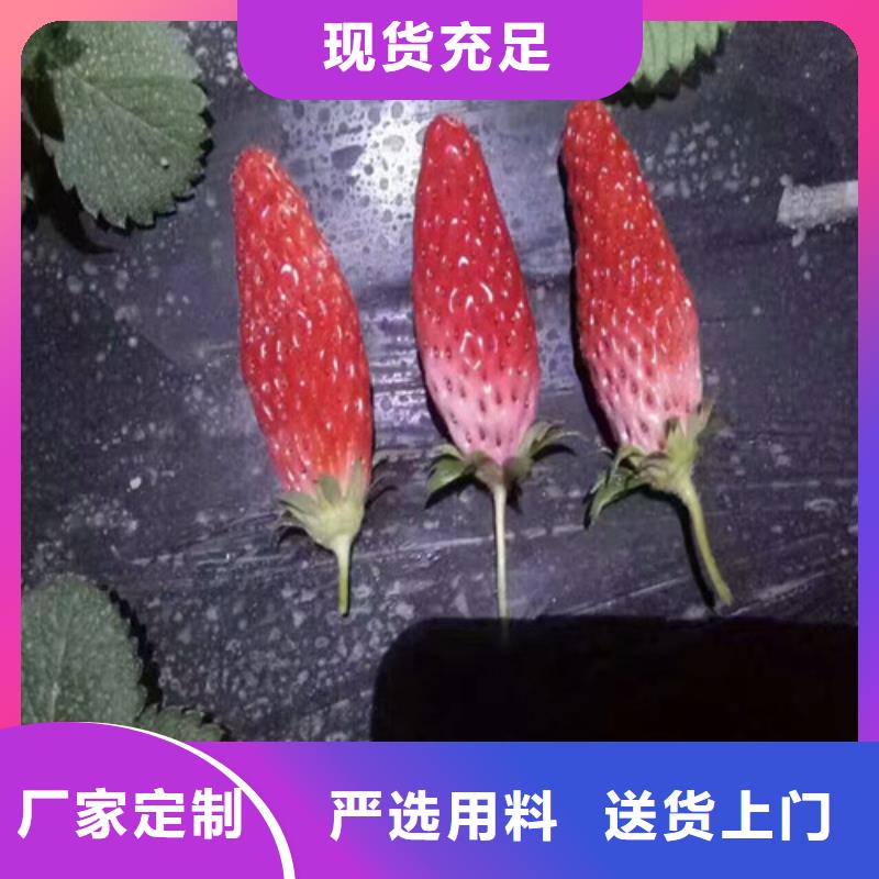 草莓苗大棚草莓苗现货批发追求品质