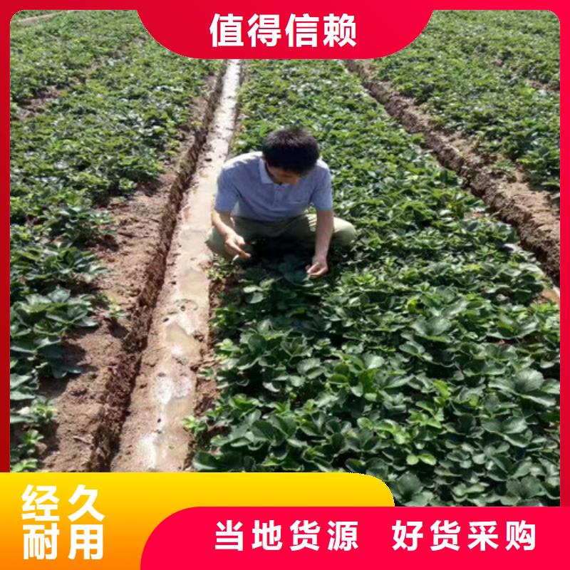 草莓苗【草莓苗价格】支持拿样工厂价格