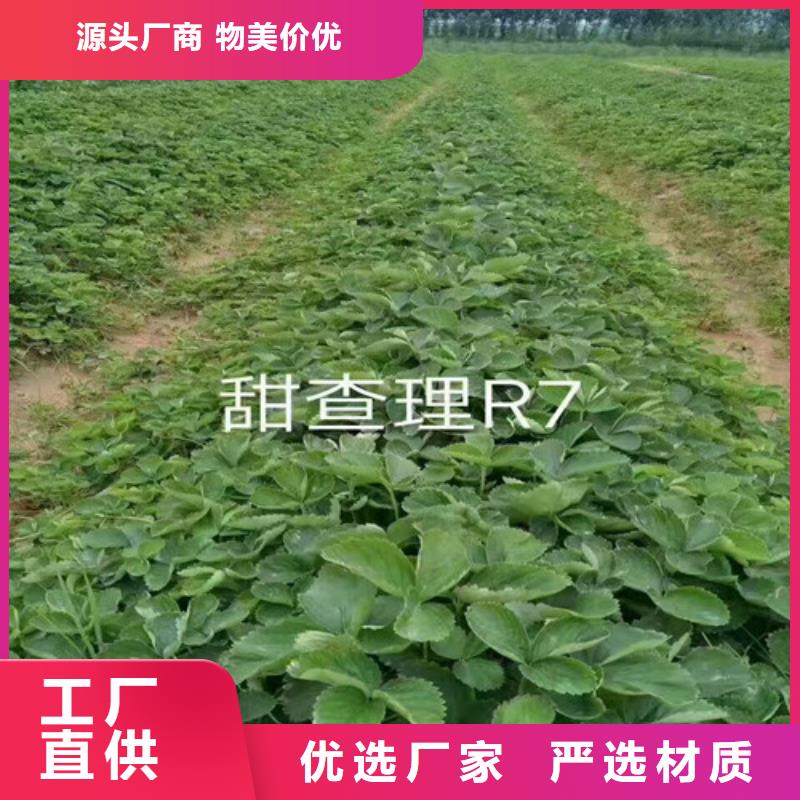 草莓苗【无籽葡萄树苗】支持定制批发超产品在细节