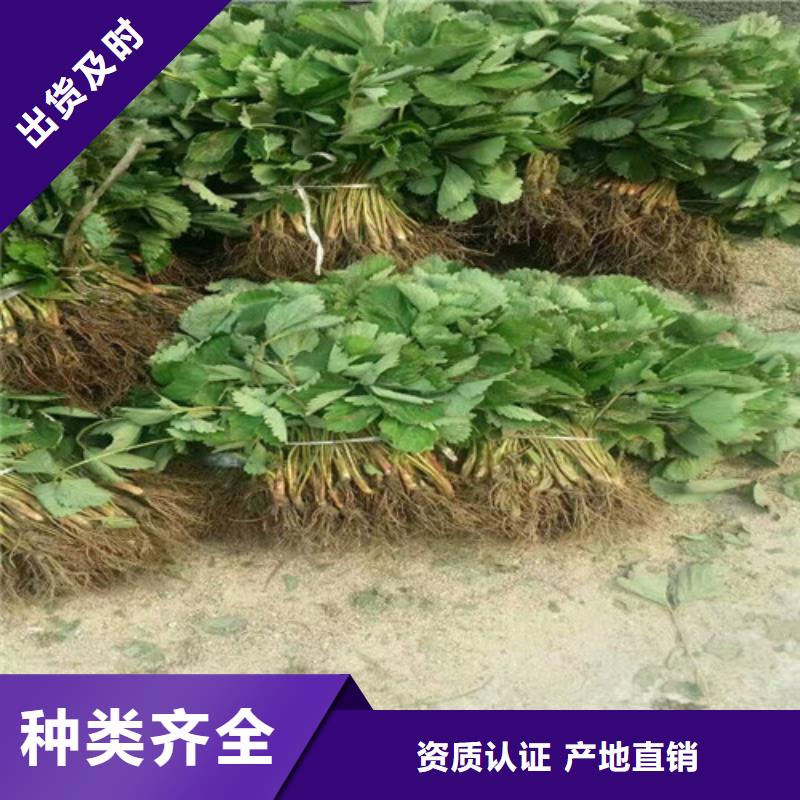 草莓苗,黑珍珠草莓苗多年实力厂家质量层层把关