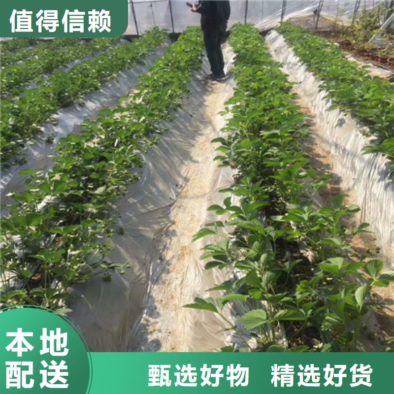 草莓苗大棚草莓苗欢迎新老客户垂询当地制造商