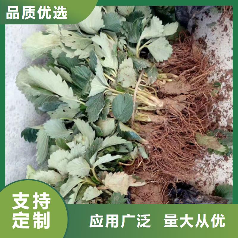 草莓苗_蟠枣树苗源头工厂量大优惠质量优价格低