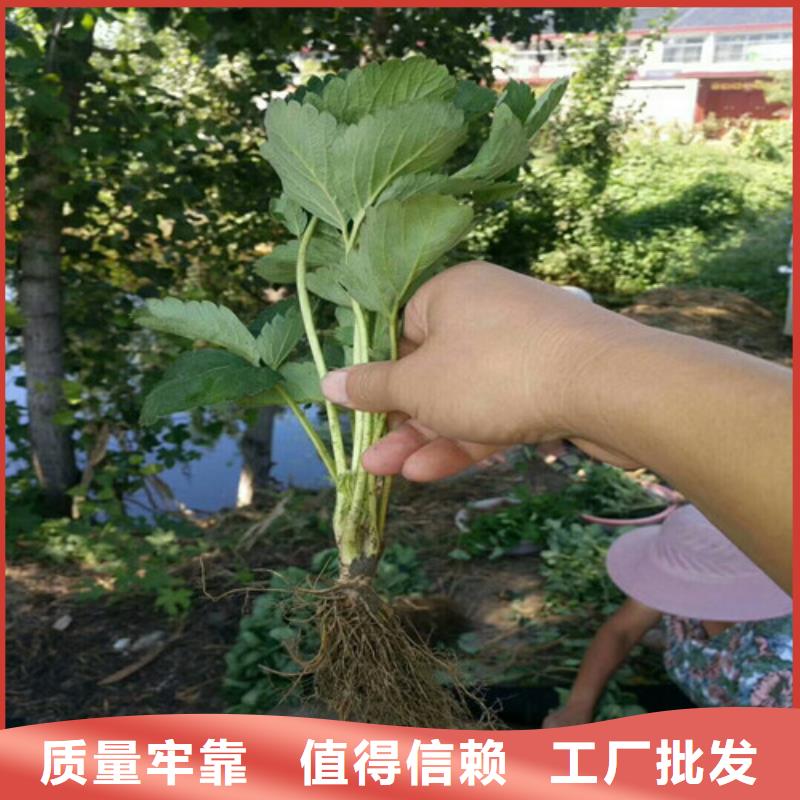 草莓苗【大棚草莓苗】价格地道同城货源