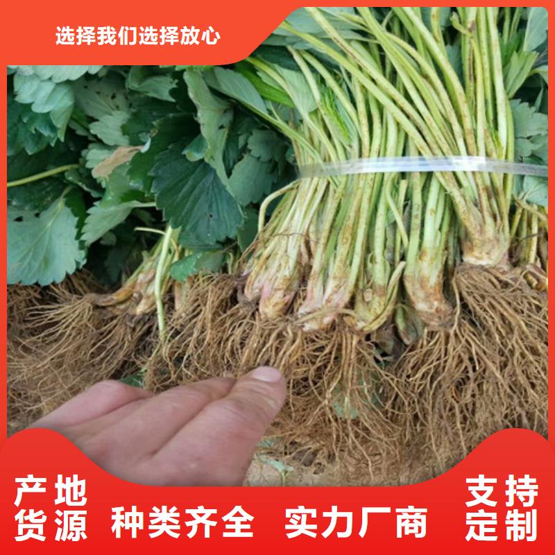 草莓苗_【蓝宝石葡萄苗】价格透明价格实惠