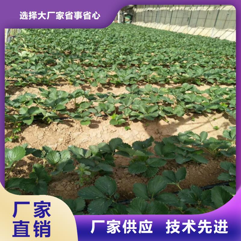 草莓苗草莓苗价格匠心工艺同城公司