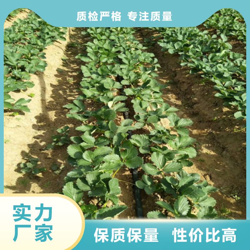 【草莓苗,蜂糖李子树苗厂家货源】安心购