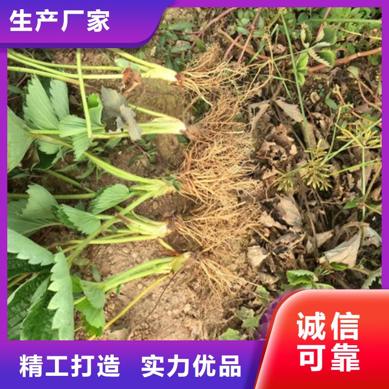 草莓苗西梅树苗品质无所畏惧同城生产商