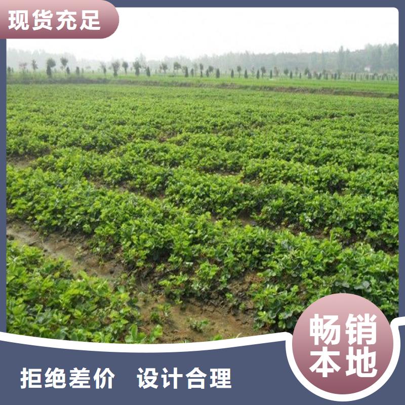 草莓苗花椒树苗工艺精细质保长久的简单介绍