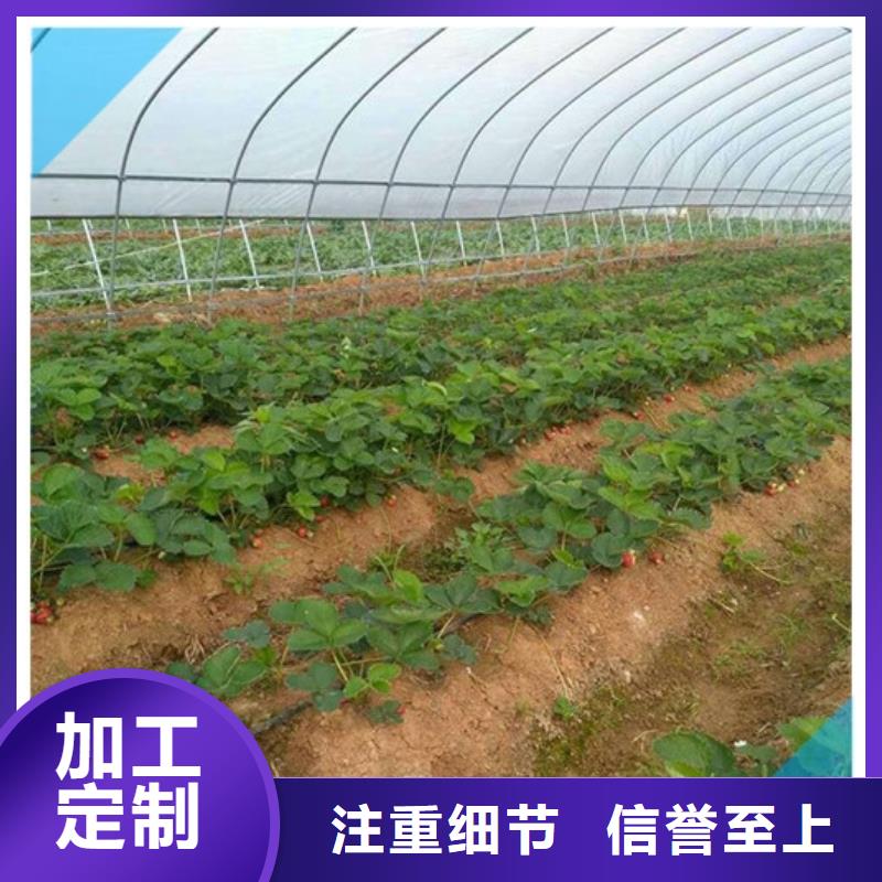 草莓苗-果树苗批发基地诚信可靠用心制造