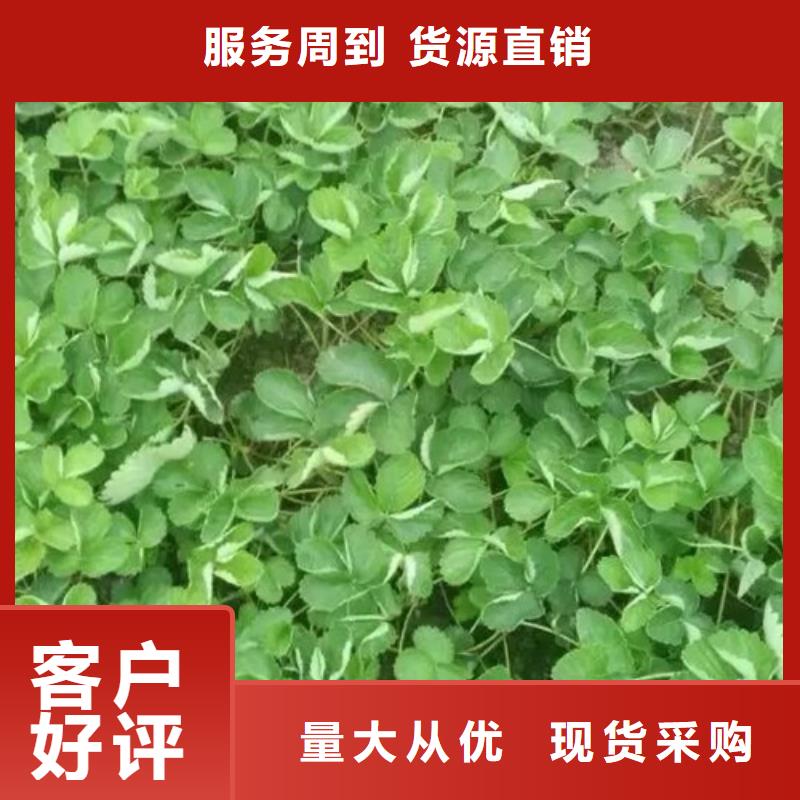 草莓苗【果树苗批发基地】一个起售同城生产厂家