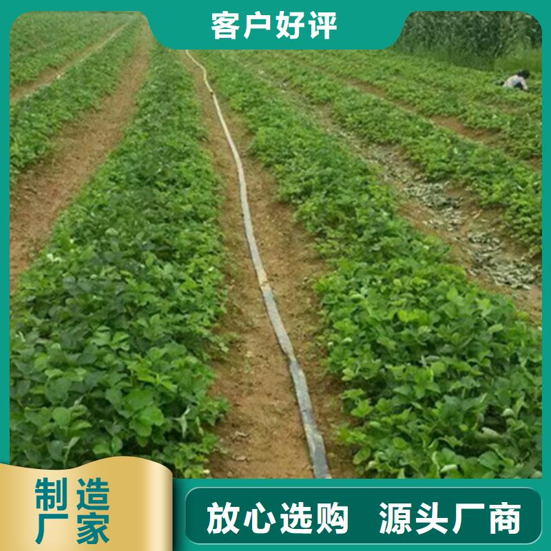 【草莓苗草莓苗价格厂家直销】同城生产商