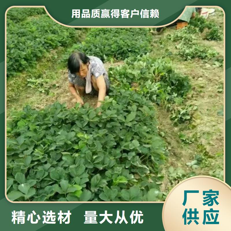 草莓苗【果树苗】直销厂家行业优选