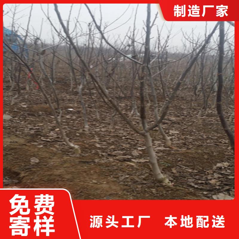 核桃苗草莓苗价格产地直销同城货源