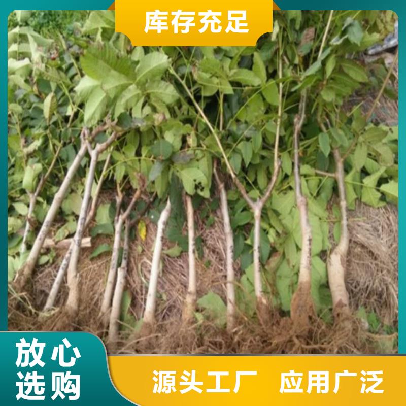 【核桃苗黑珍珠草莓苗详细参数】实体厂家大量现货