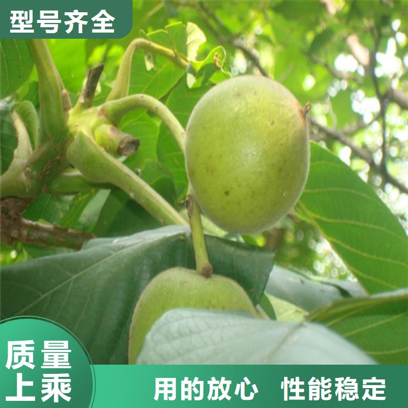 核桃苗【大棚草莓苗】产品实拍当地厂家