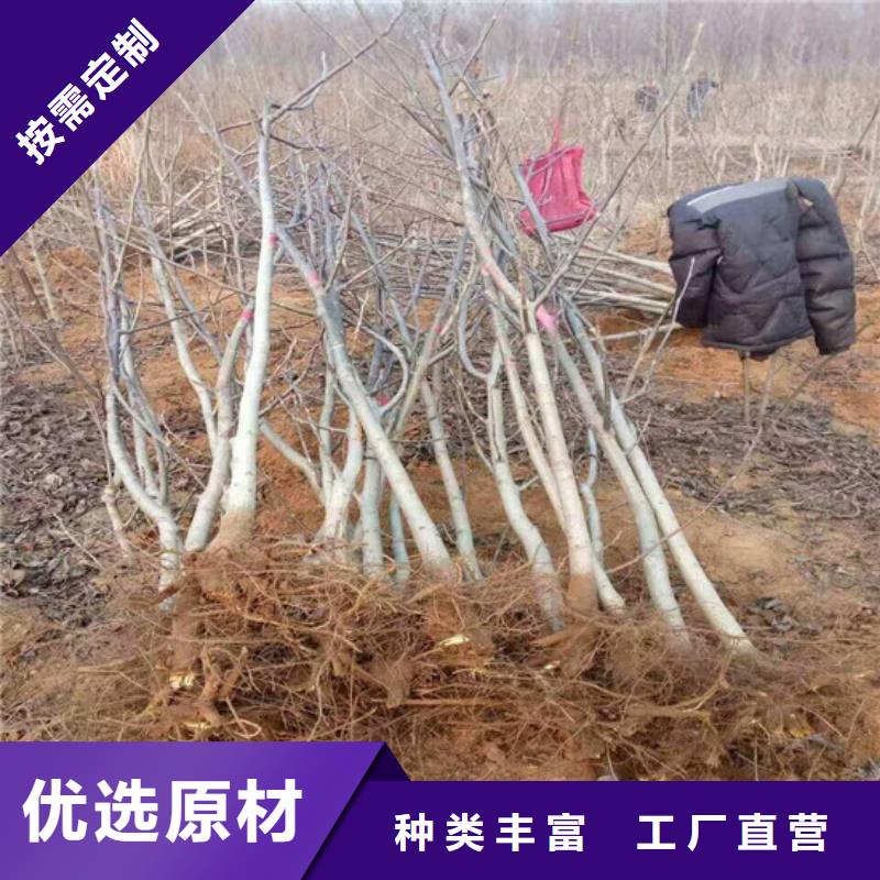 核桃苗-桃树苗基地经验丰富品质可靠用的放心