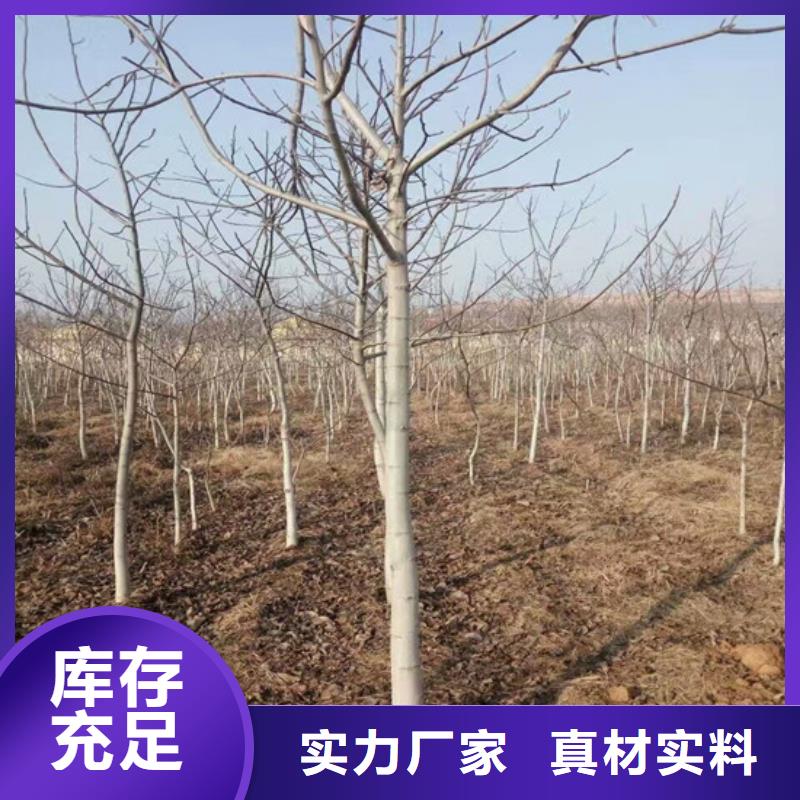 【核桃苗】黄金苹果树苗畅销当地加工定制