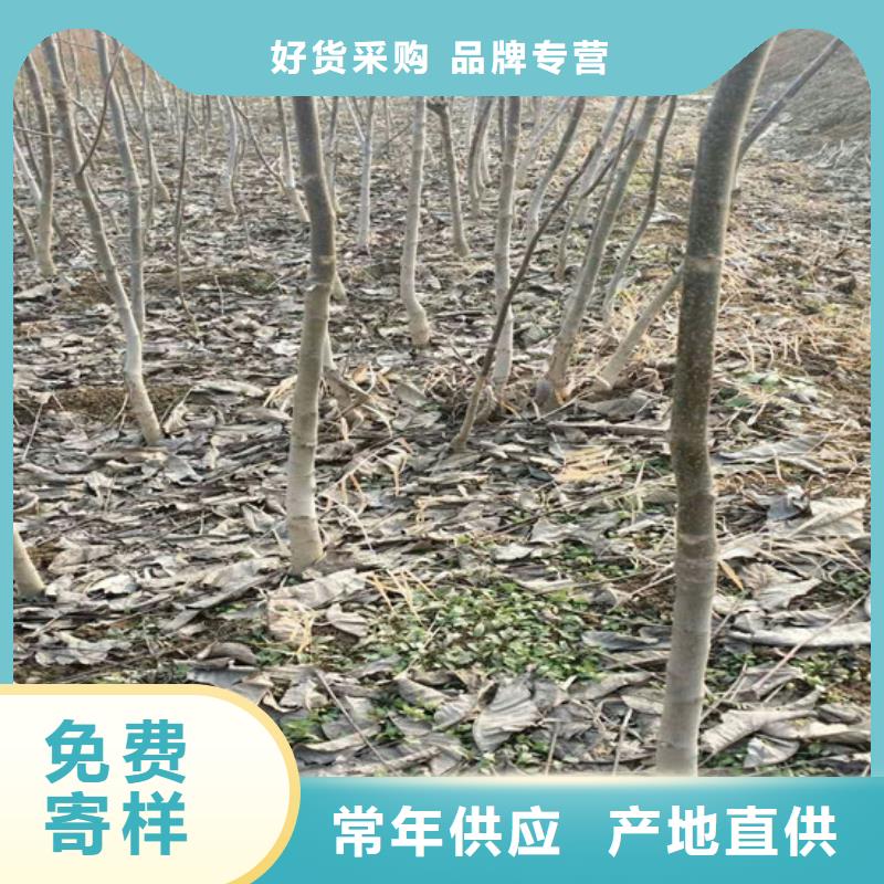 核桃苗大棚草莓苗质量无忧专业的生产厂家