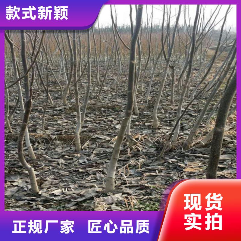 核桃苗桃树苗放心购当地生产厂家